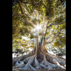 Ascending With The Arcturians with Viviane Chauvet: Ancient Prophecy - Celestine Insights