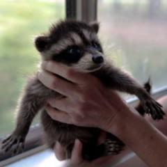 Majestic Insights Radio with Karey Keith - Success for Life's Transitions: Listening to Animals with Adele Coon