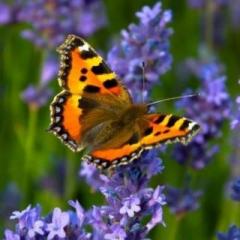 Majestic Insights Radio with Karey Keith - Success for Life's Transitions: Money Moxie Connection with Astra Spider