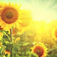 Majestic Insights Radio with Karey Keith - Success for Life's Transitions: The Dreams of Mattie Fitch with Bonnie Mashack