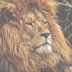 The Astral Insider Show with Fernando Albert - Your Portal for Adventure, Insight, and Growth: Our fellow animal astral project tool! Discover a few more astral tools!