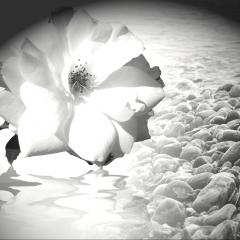 Sue Storm, The Angel Lady, The Dr Pat Show, Dr Pat Show, Dr Pat, Pat Baccili, Transformation Talk Radio, transformation