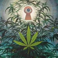 The Dr. Pat Show: Talk Radio to Thrive By!: Cannabis and Spirituality: An Explorer&rsquo;s Guide to an Ancient Plant Spirit Ally with Author Stephen Gray