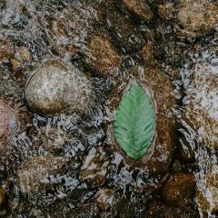 good news segment on the dr pat show with dr pat baccili