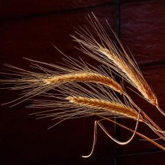 emily perkins and holistic living