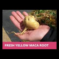 The Dr. Pat Show: Talk Radio to Thrive By!: Peru is GMO Free - Learn About the 3 Types of Peruvian Maca and How to Choose Between Them with Mark Ament of the Maca Team