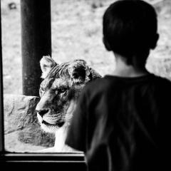 The Empower Me Show with Pam Bright: A Spiritual Toolbox for Your Life: Lion's Gate Portal Alignment with special guest- Dr. Pat Baccili