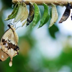 The Empower Me Show with Pam Bright: A Spiritual Toolbox for Your Life: The Butterfly Journey - The Cocoon Stage with Pam Bright